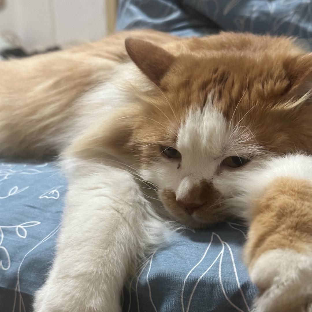 袁小猫de疯格