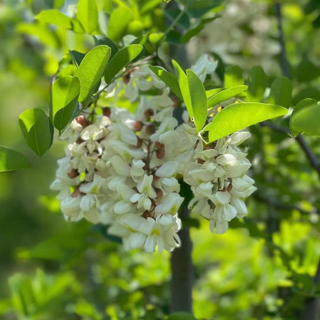 甜蜜蜜信息咨询