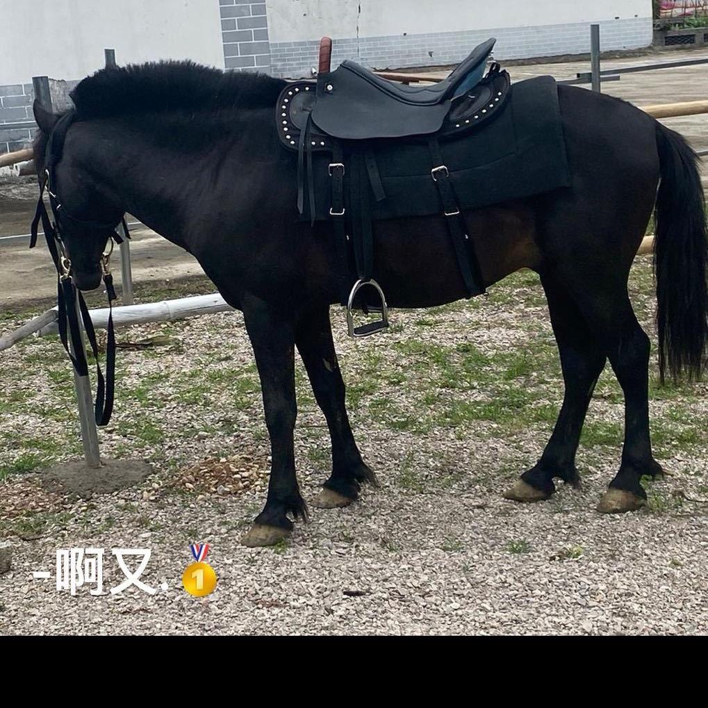 _啊又马帮运输记录生活🎥