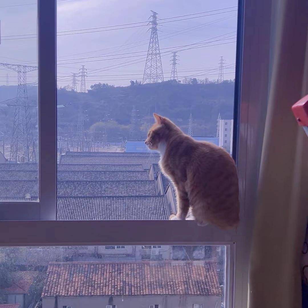 大皇呀