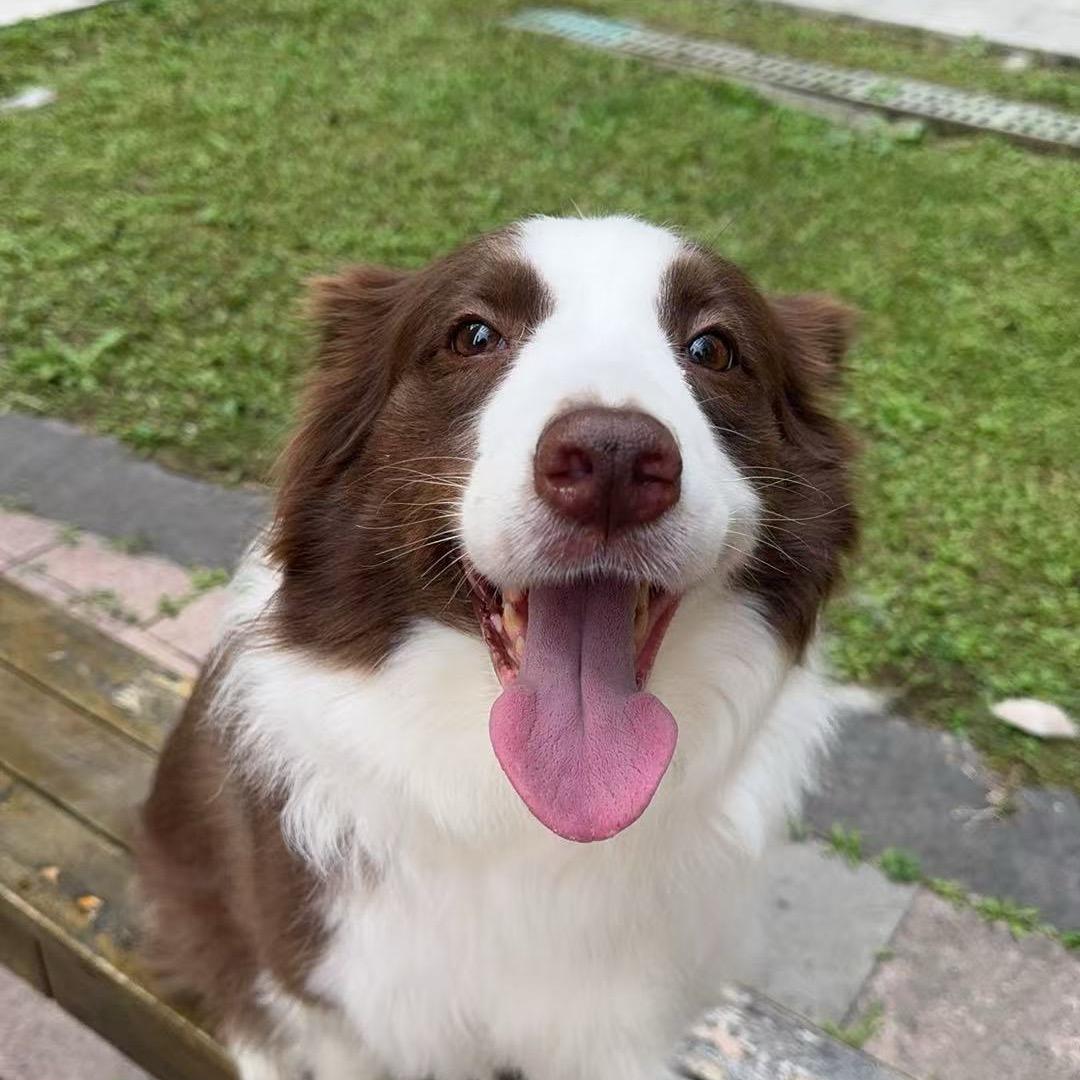 🌈边牧🐶莎莉🌈