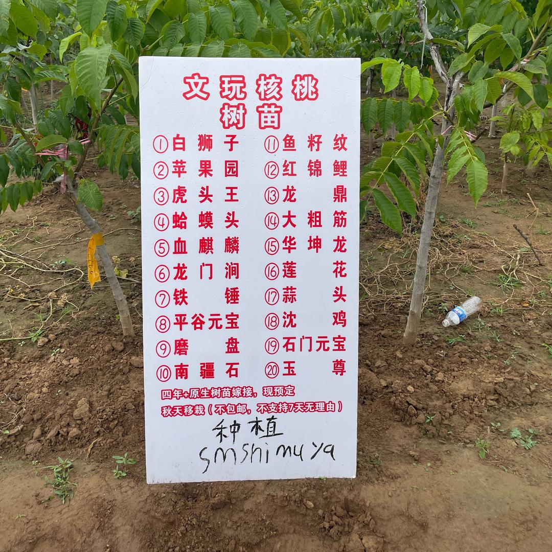 保定麻核桃树苗