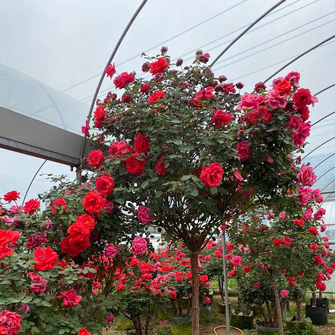 花诺思沭阳县艳麒绿化苗木场果树苗木专卖店