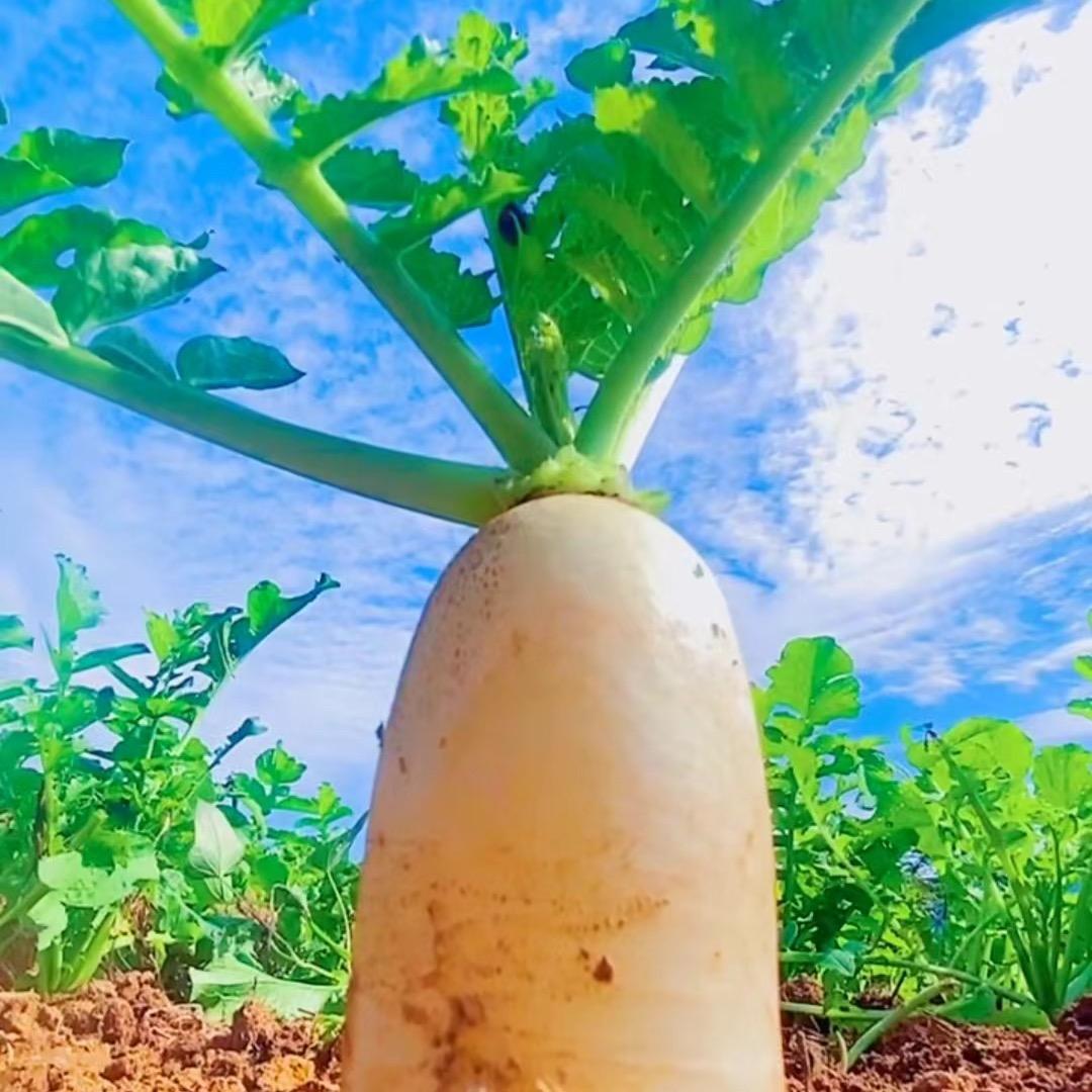 志永蔬菜(萝卜)