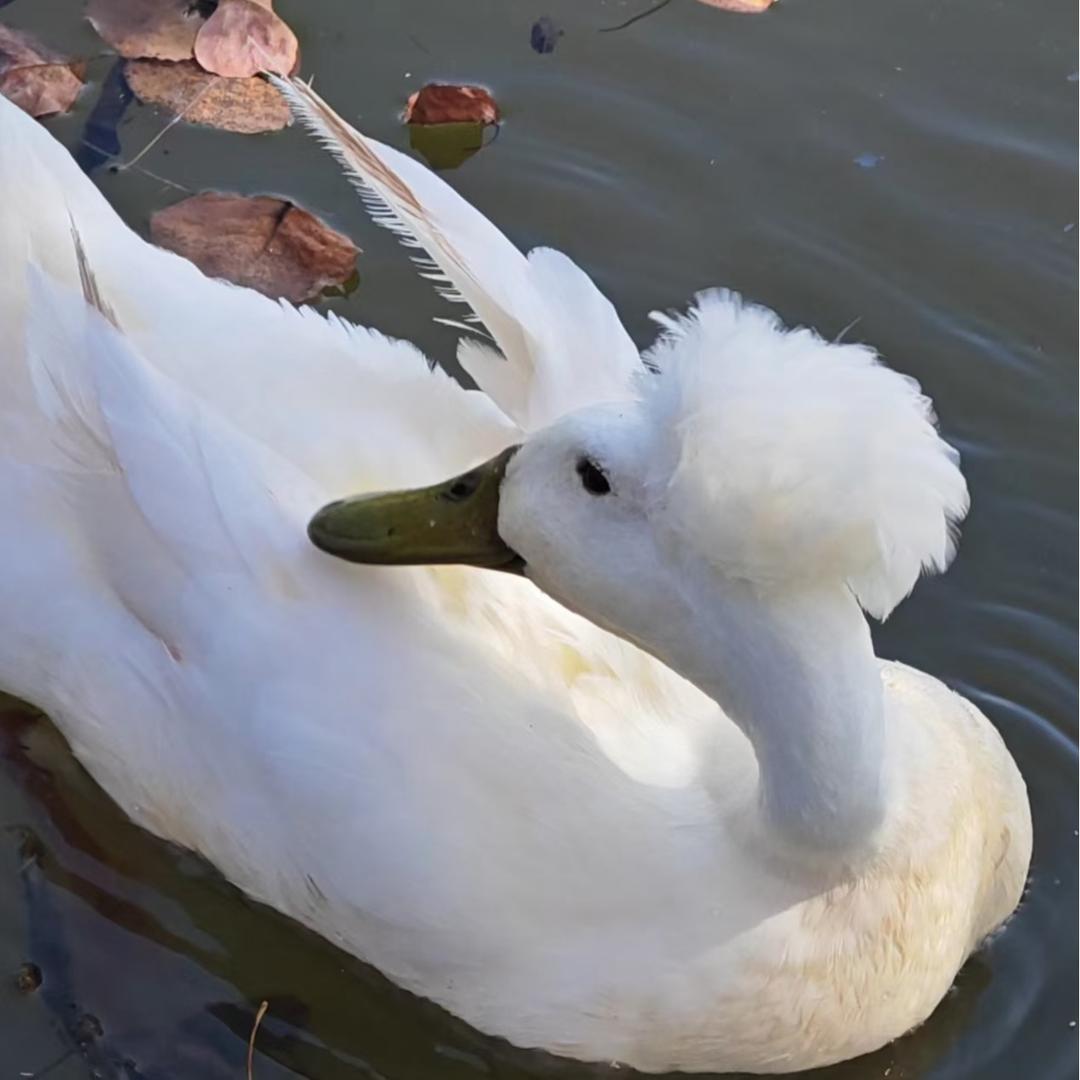 翠翠养殖
