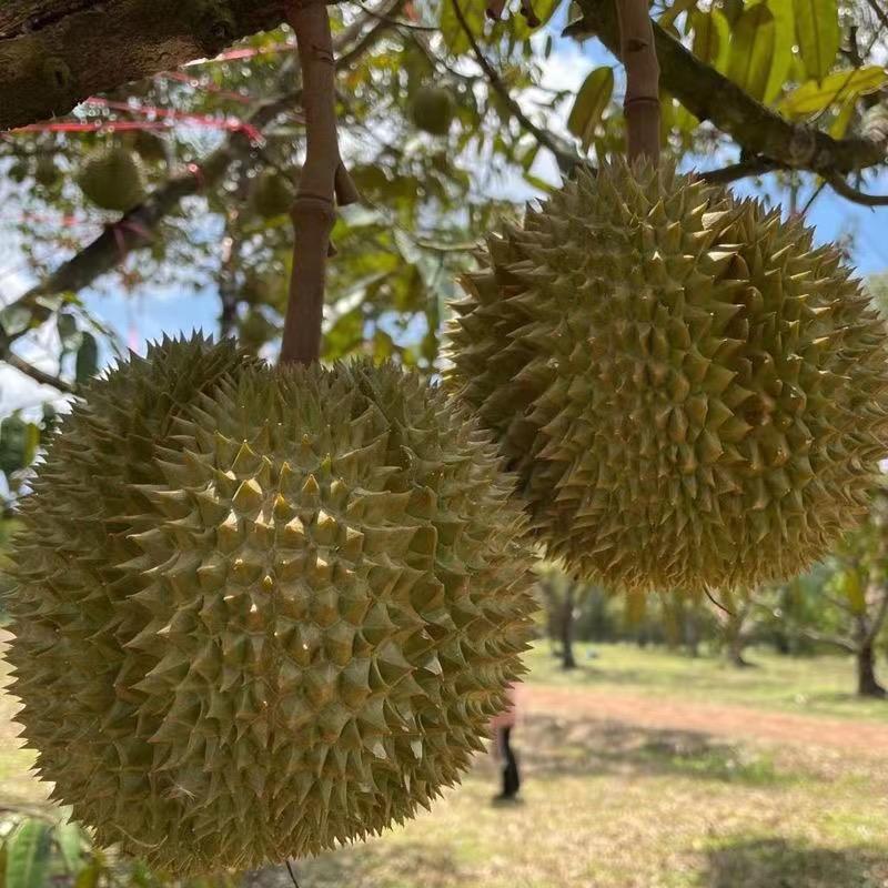 运丰绿植专营店铺