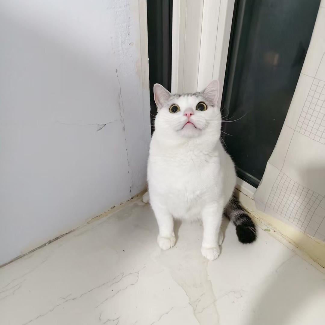鸭梨