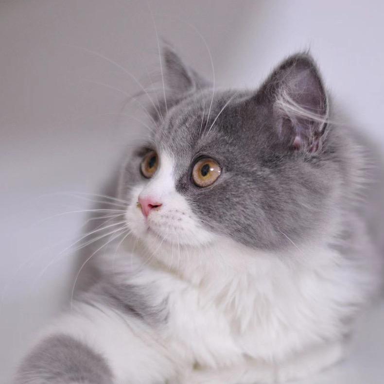 二十块钱的猫