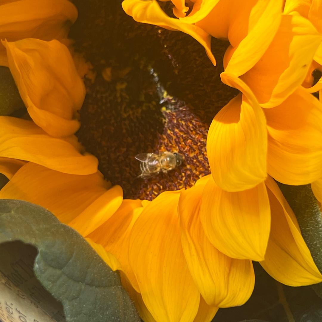 花猫与微醺