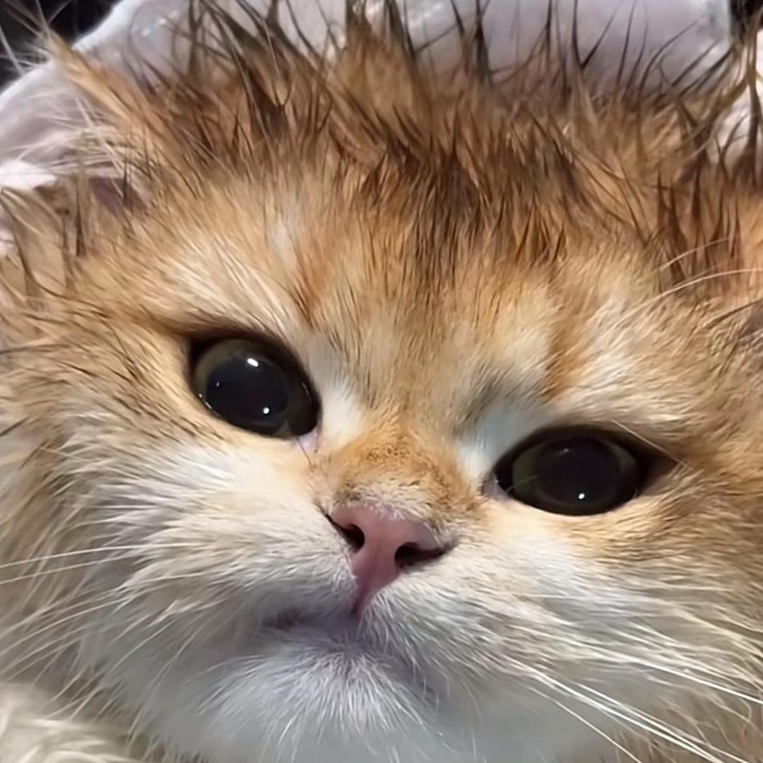 耶波耶