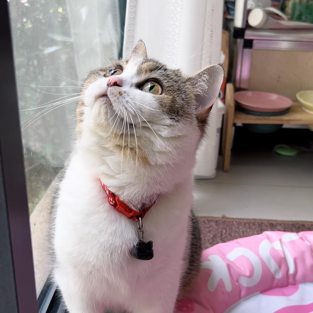 球妈不是猫【福利直播🎉宠物食品】