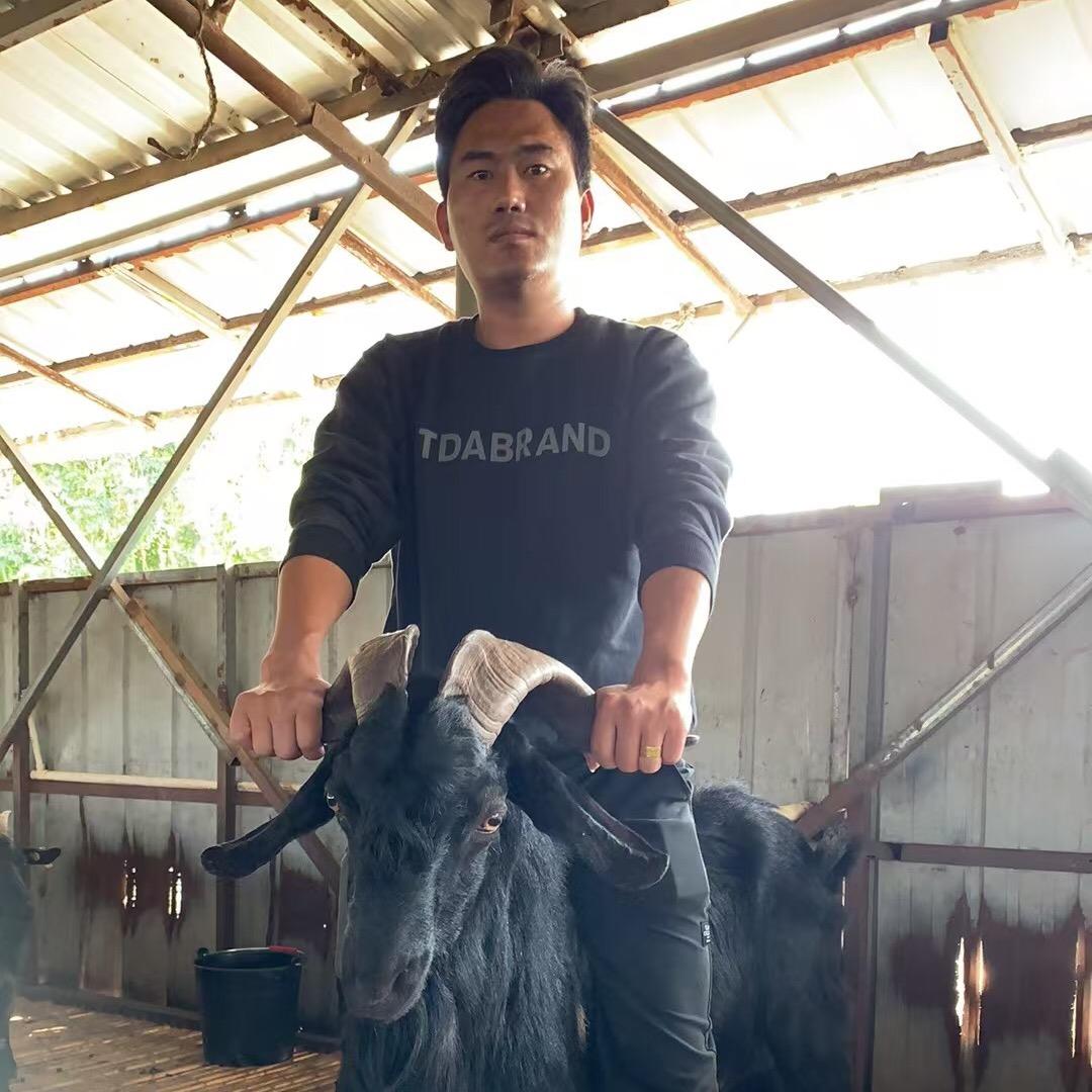 碣石新安散养黑山羊🐐