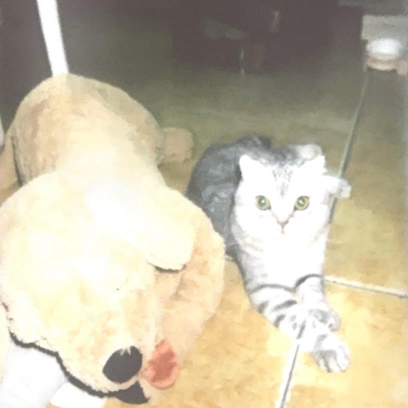 不知道叫什么好还是叫西小歪吧