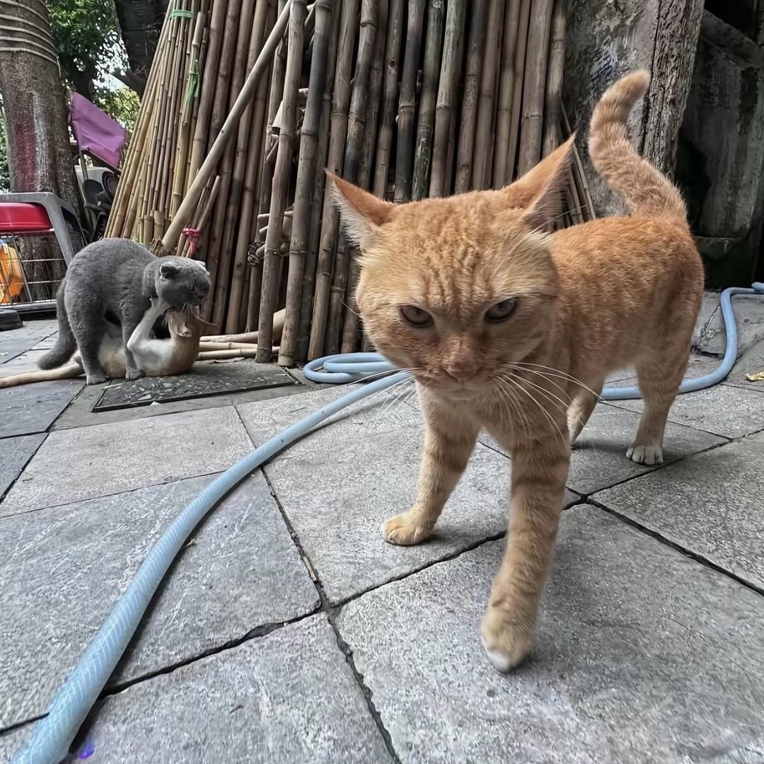 九张机