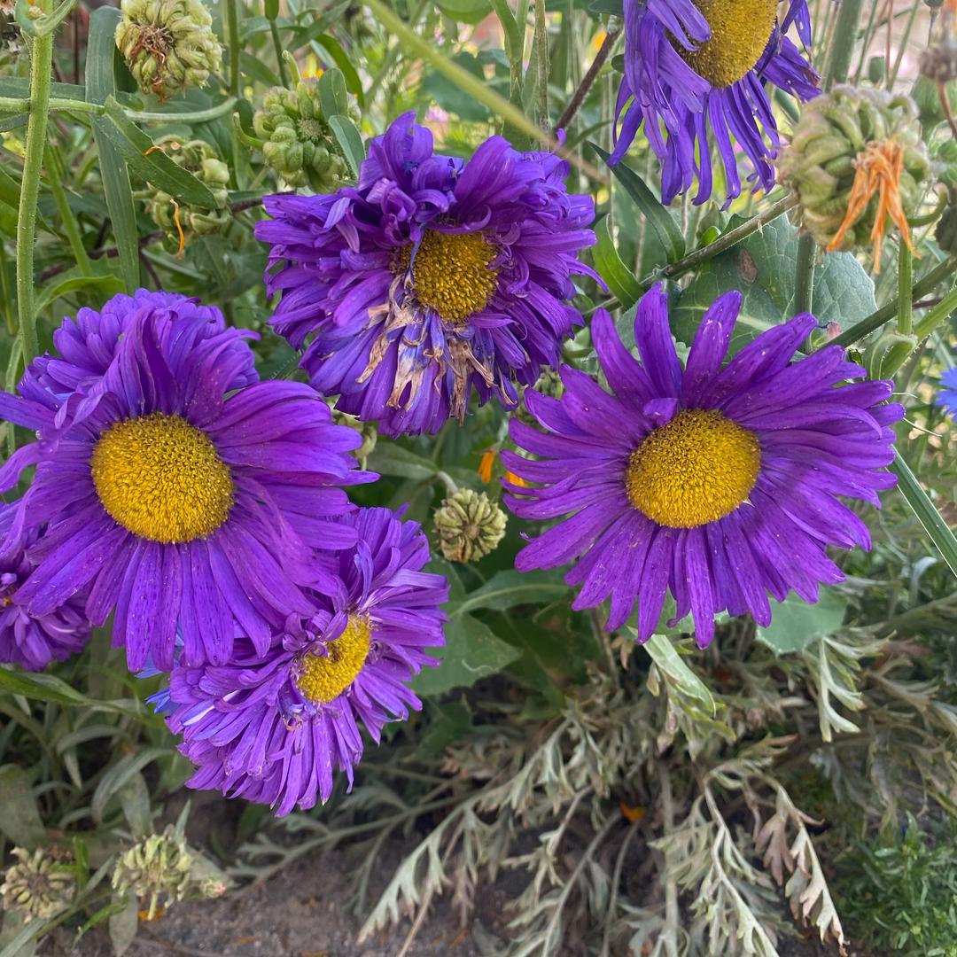 💜