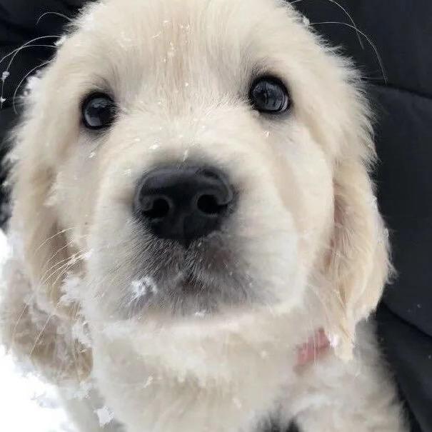 酥饼小熊（见过陈立农版