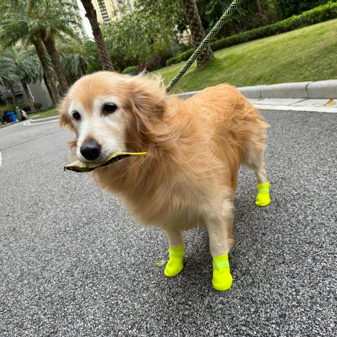 檬檬是只胆小狗🐶