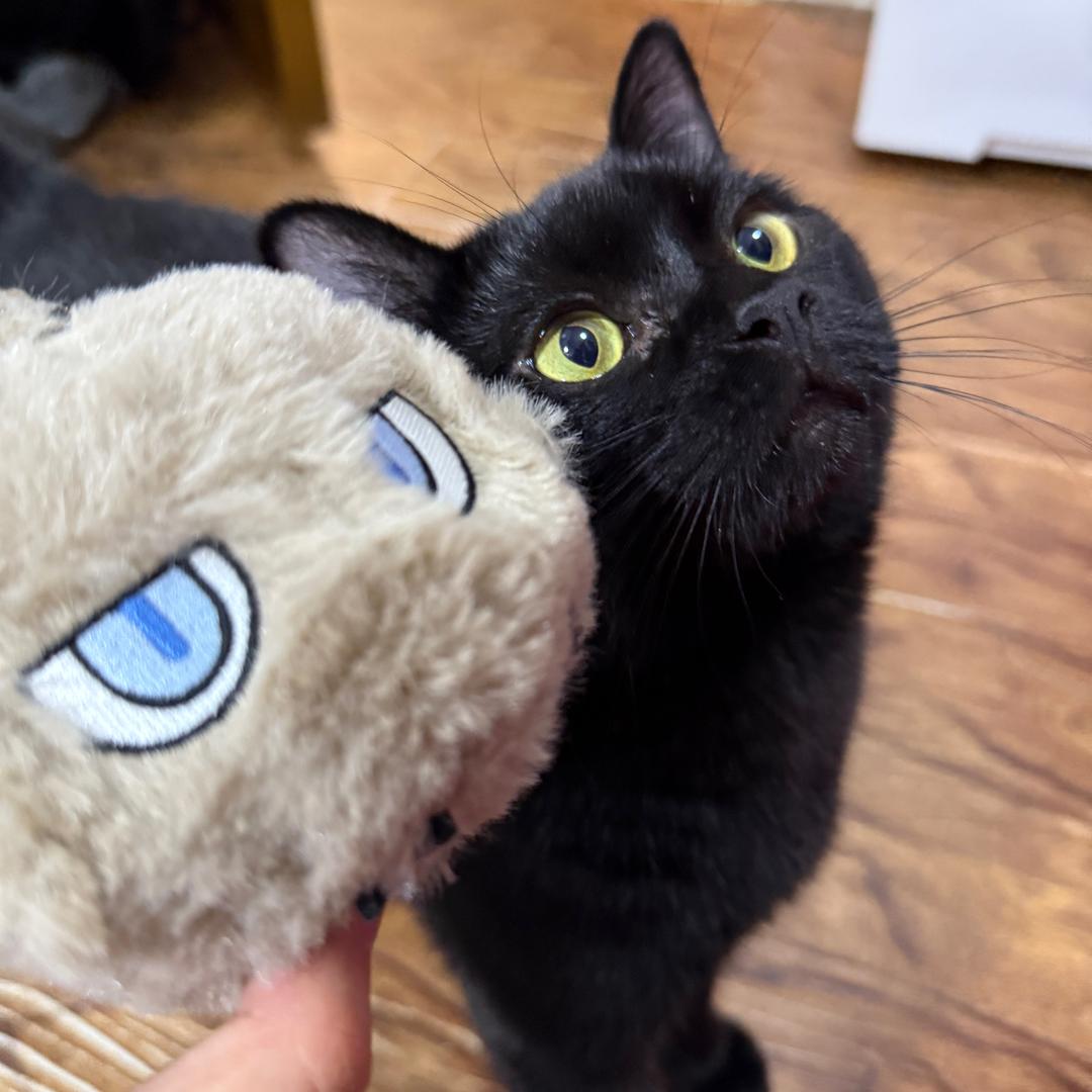 SPACE CAT