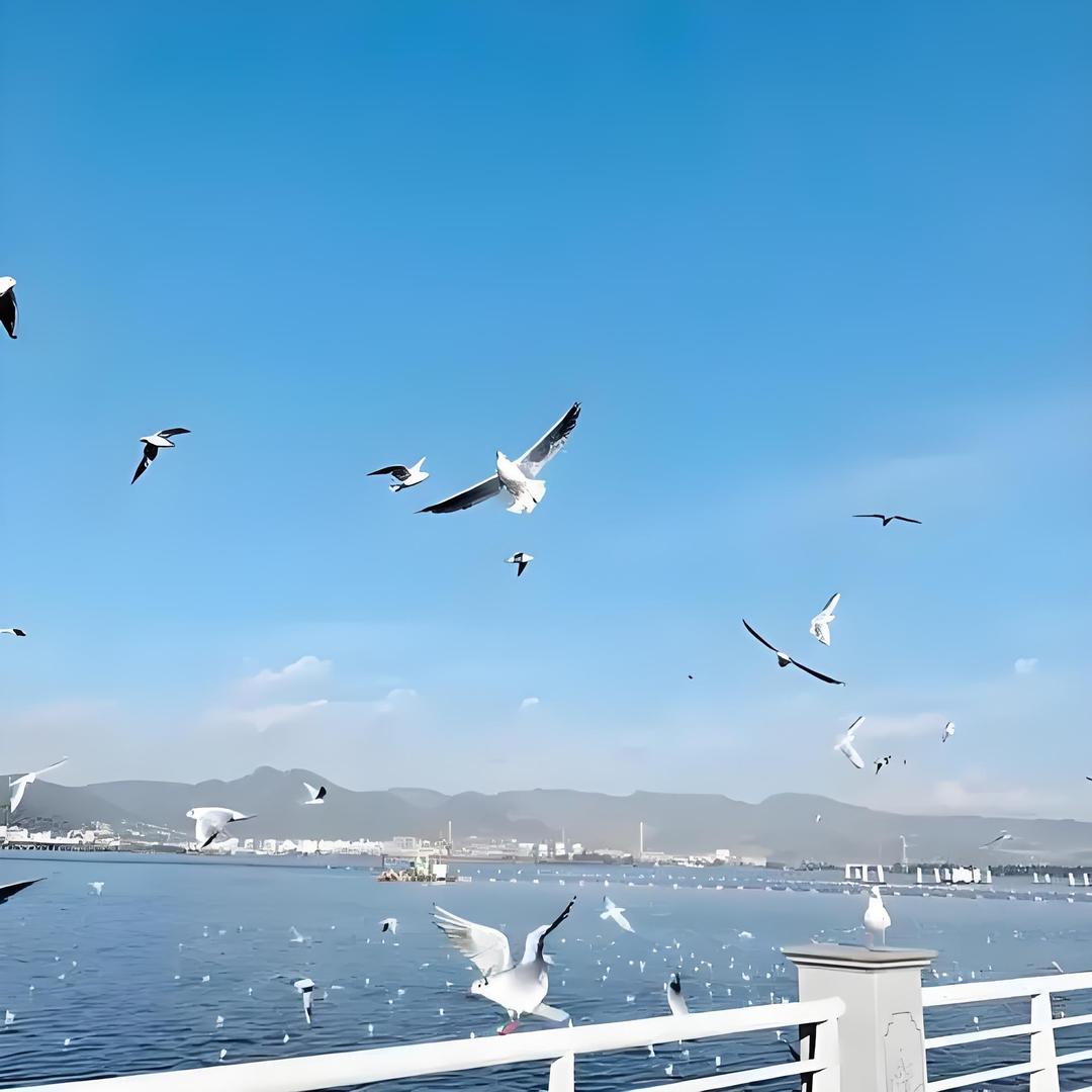 何朝棕