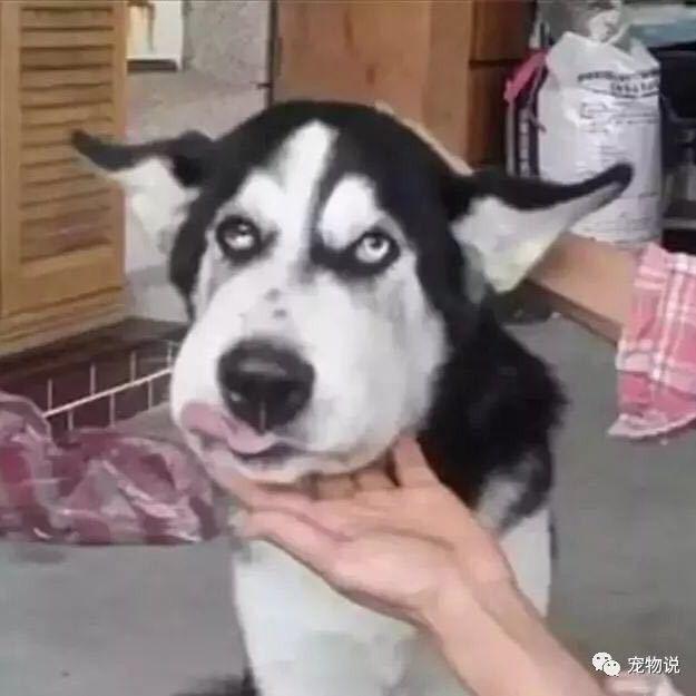 小向像天歌