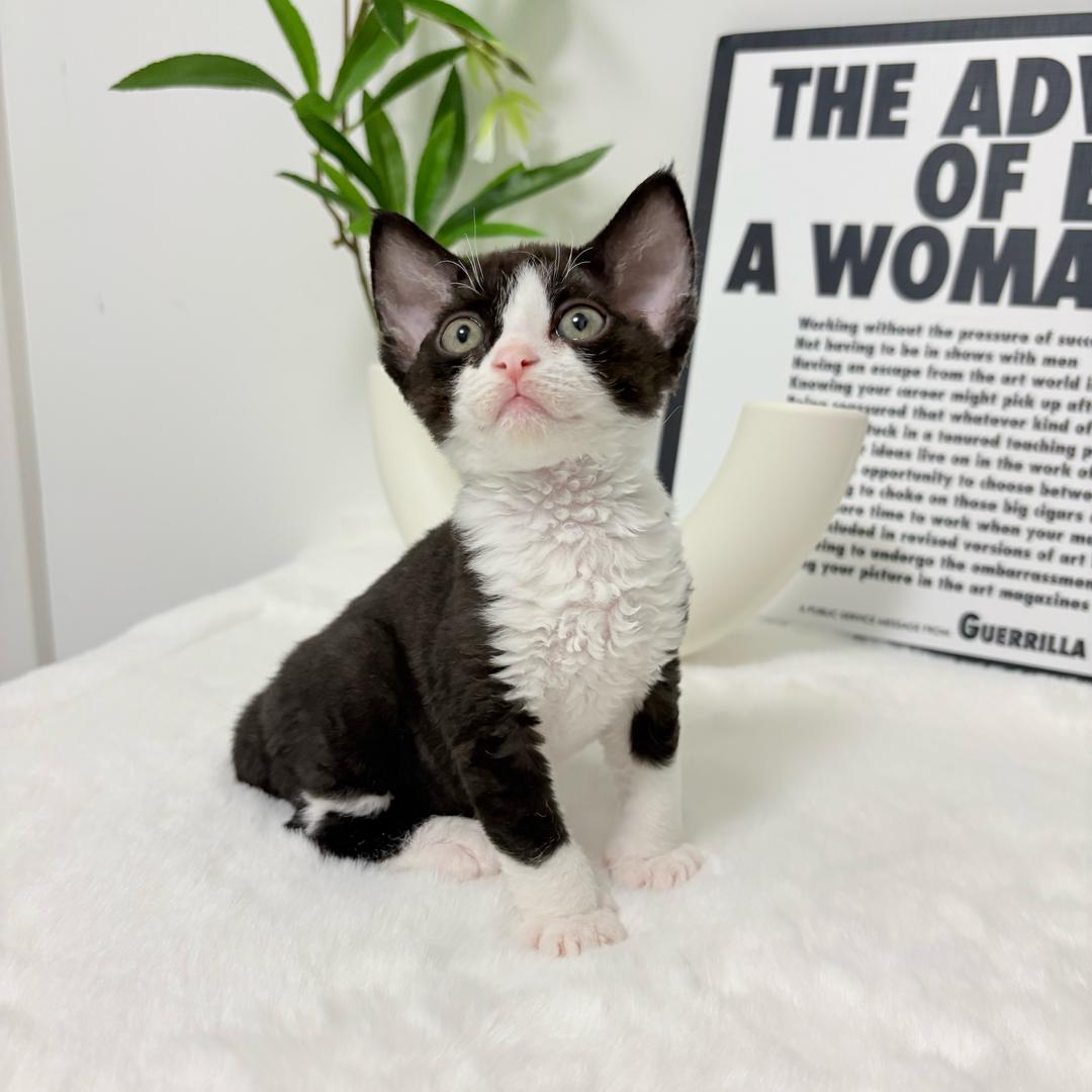 冯姐家的德文猫舍直播号