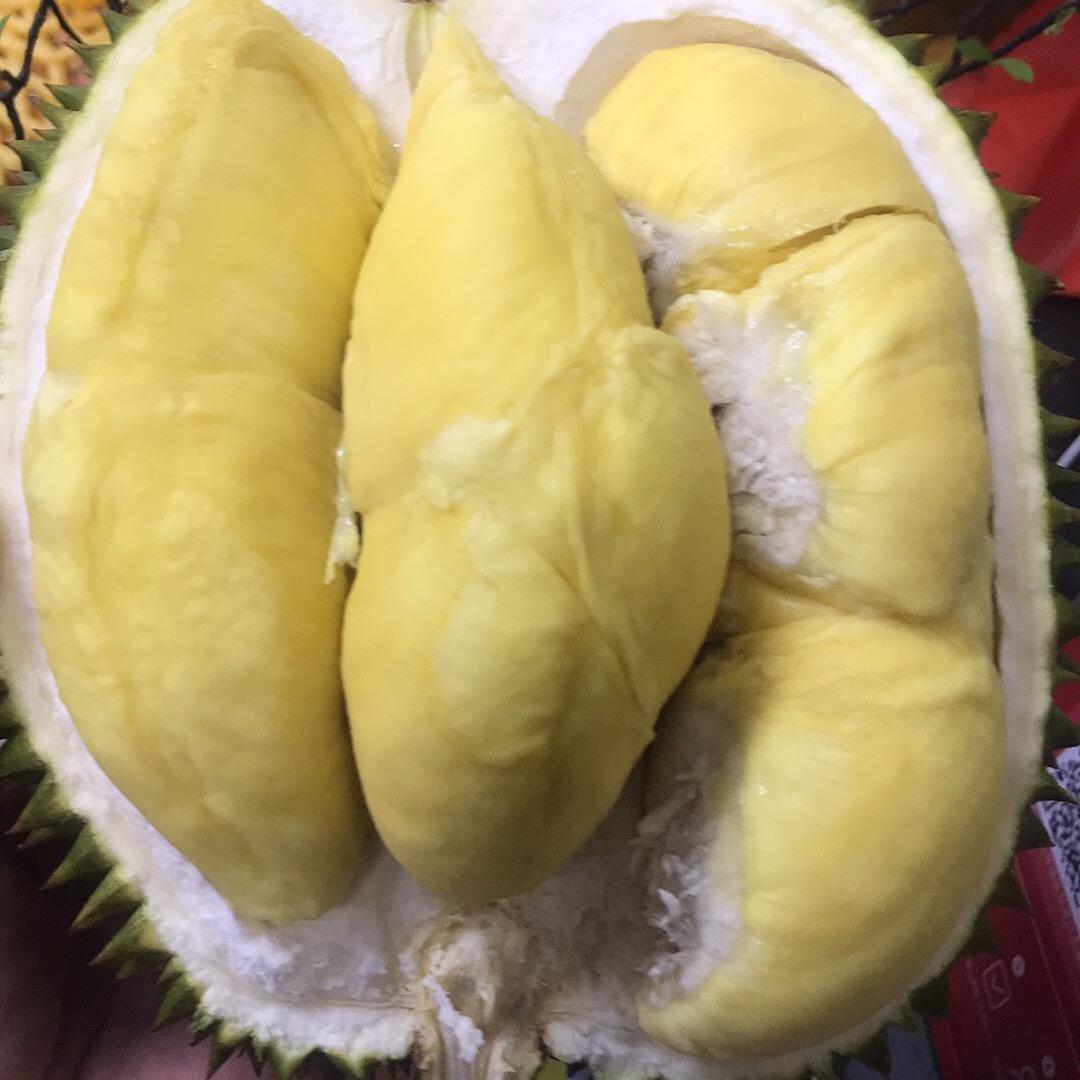 一只坚强的🐷