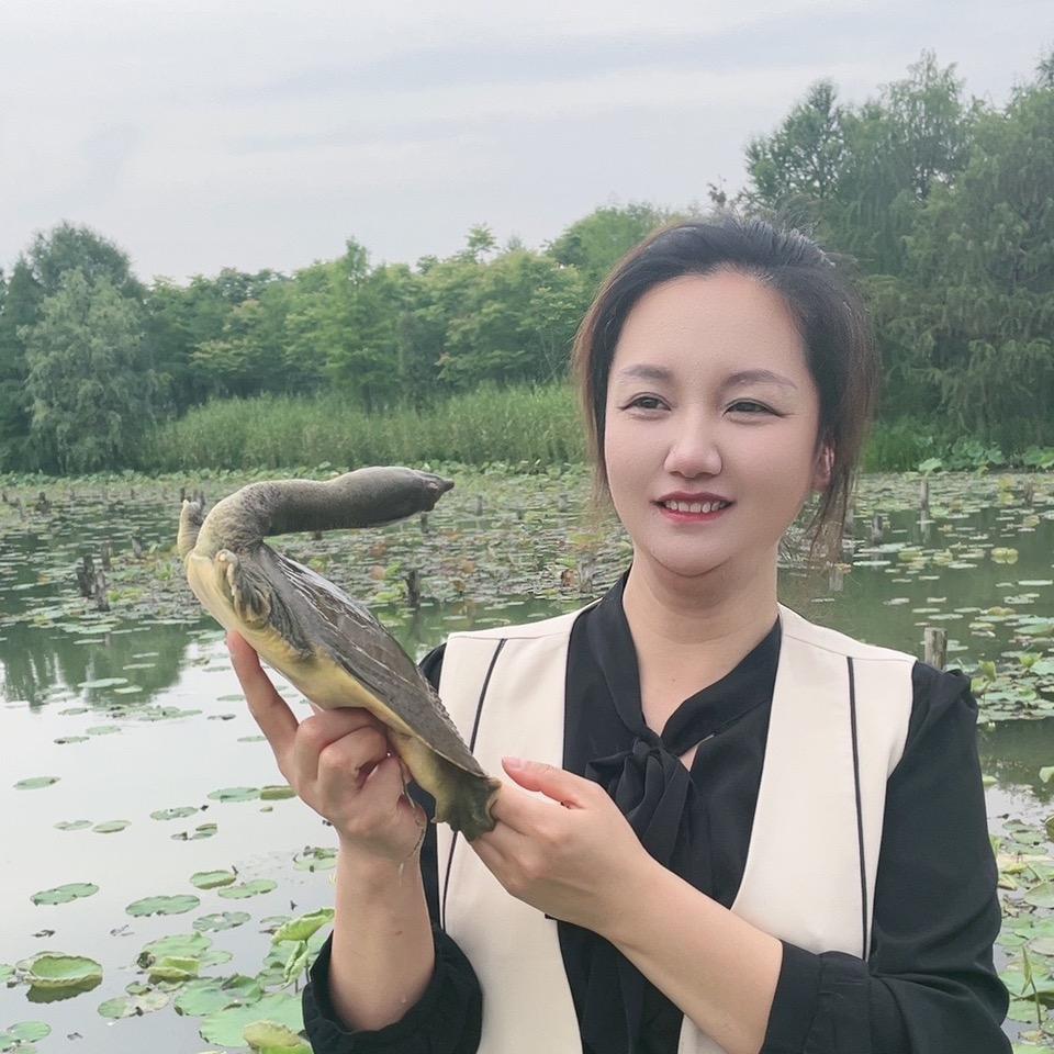 王火火生态甲鱼