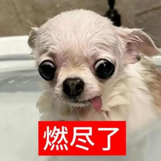 吉子酱.🐬