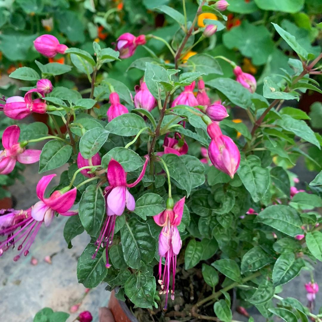 文倍花卉店