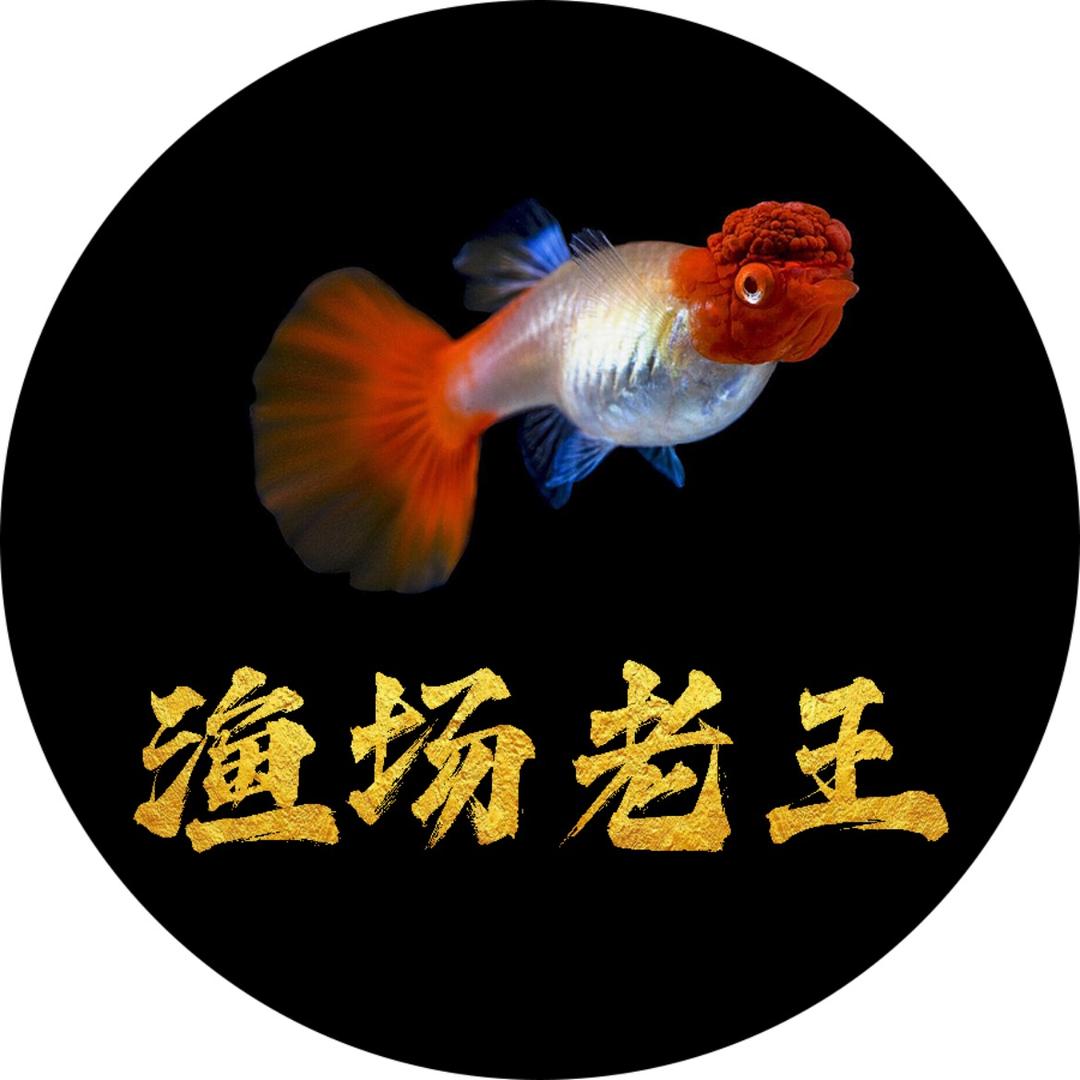 鱼你相遇观赏鱼