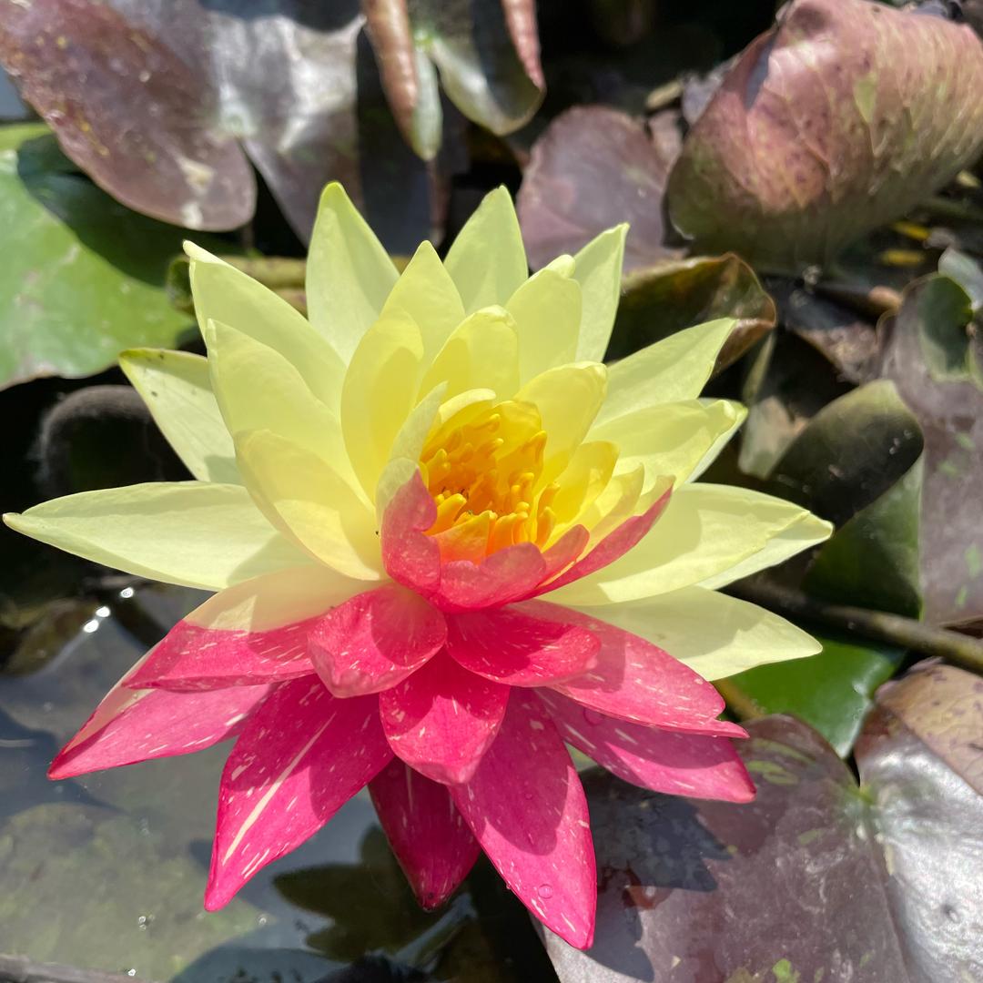 绿荫园艺