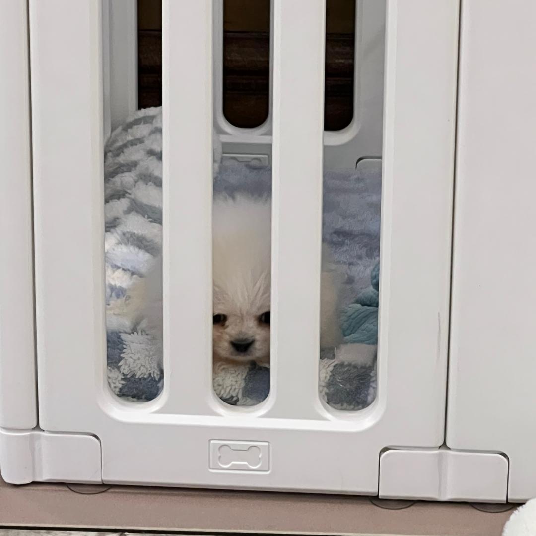 尸比