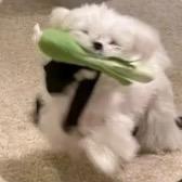 大运（国服阿古朵）