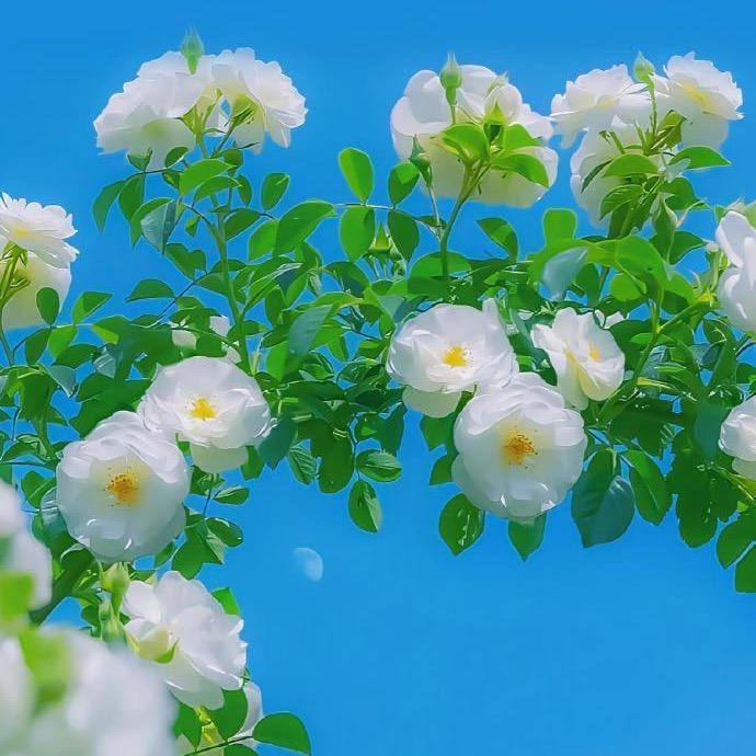 我是你眼里星辰🍀