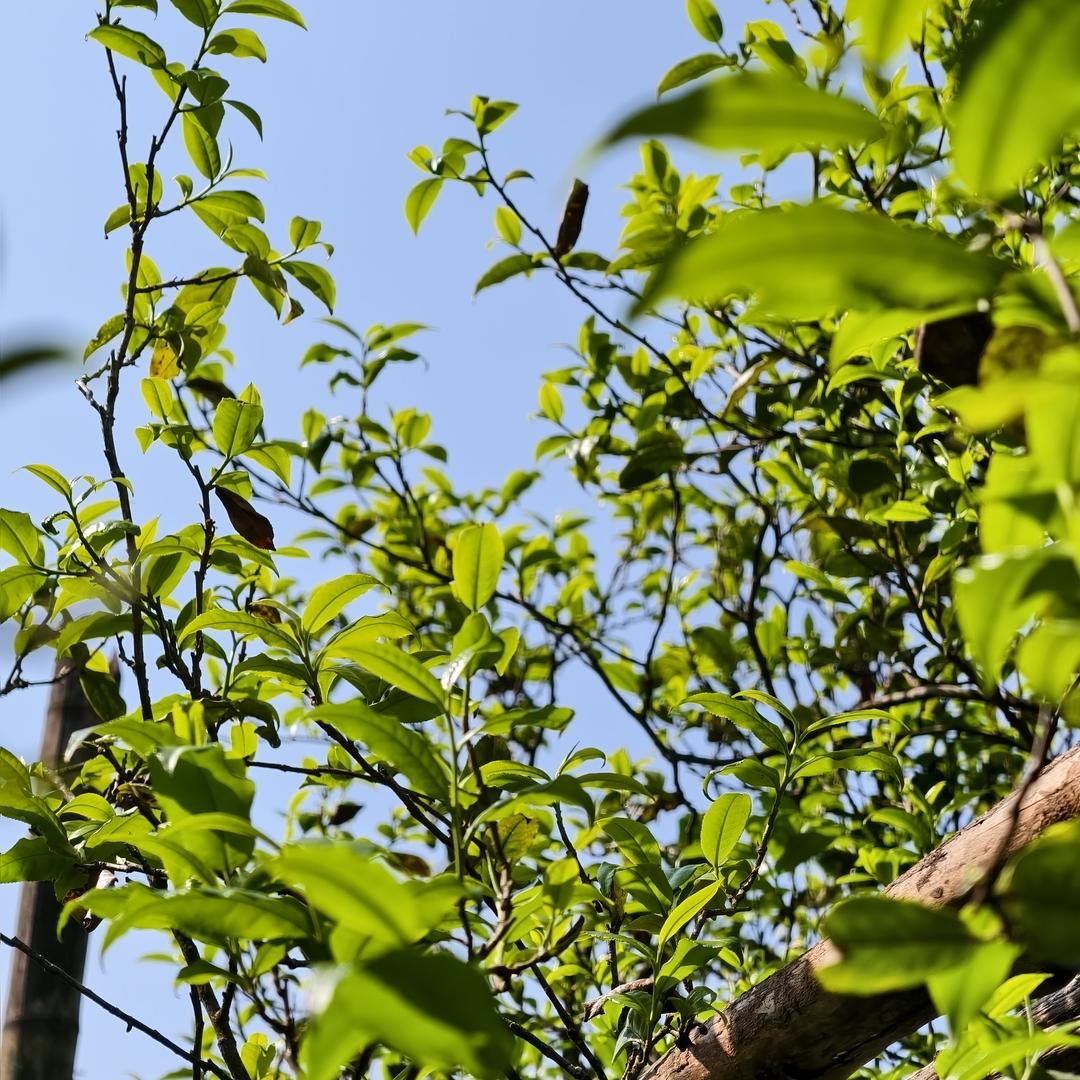 书馨普洱茶