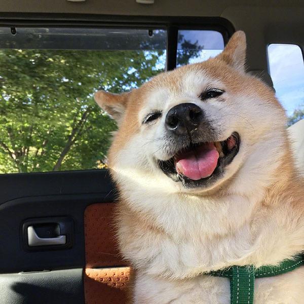 条狗