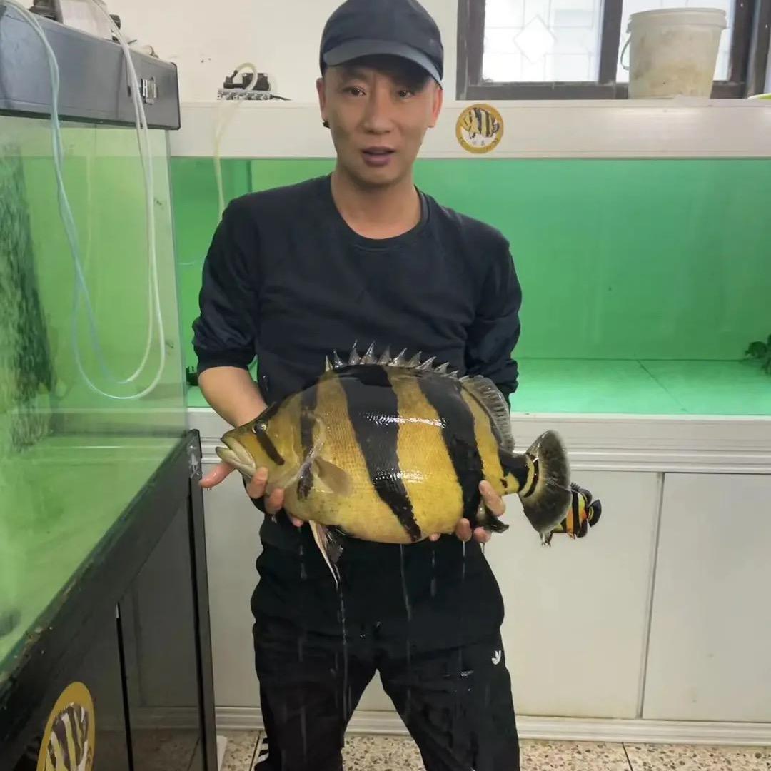 领标兄虎鱼