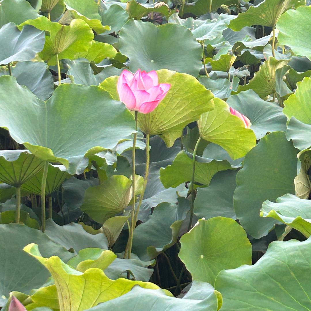 小玲子