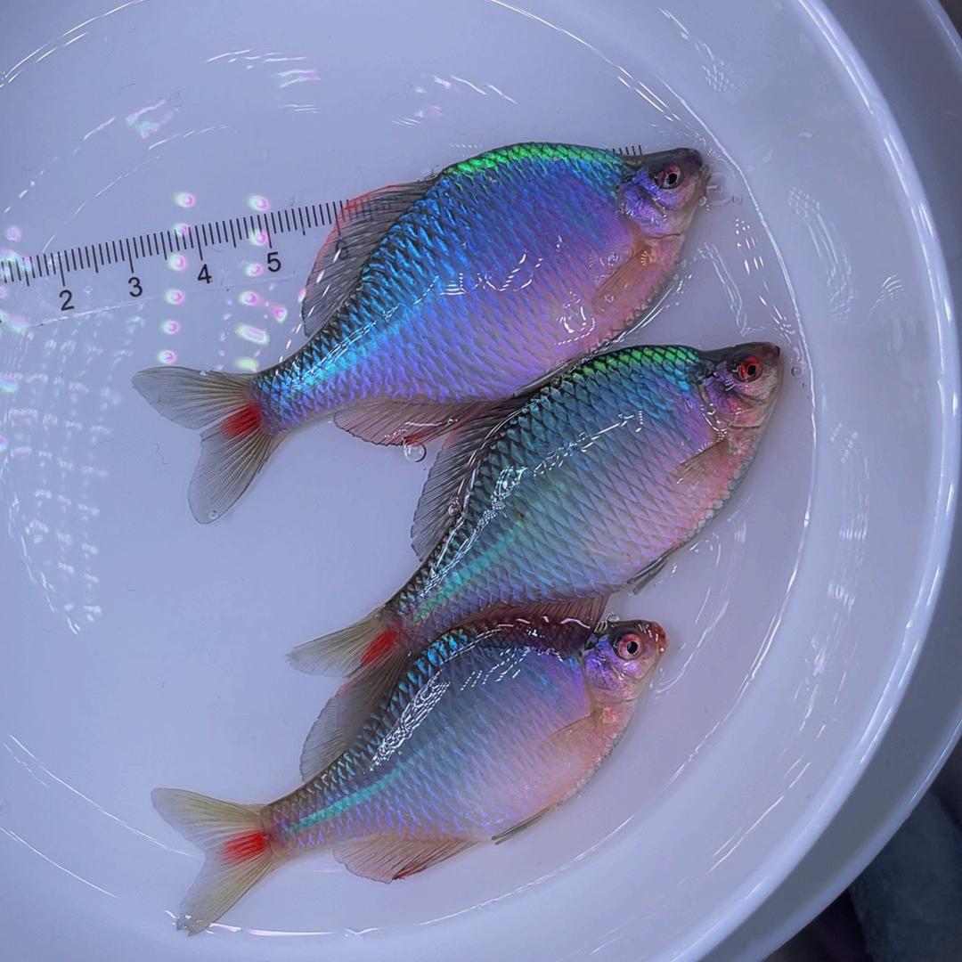 渔小鱼原生馆吖
