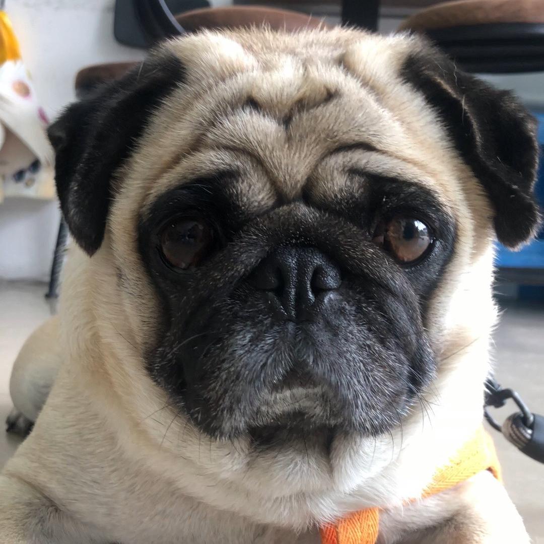 丑萌八哥犬守店