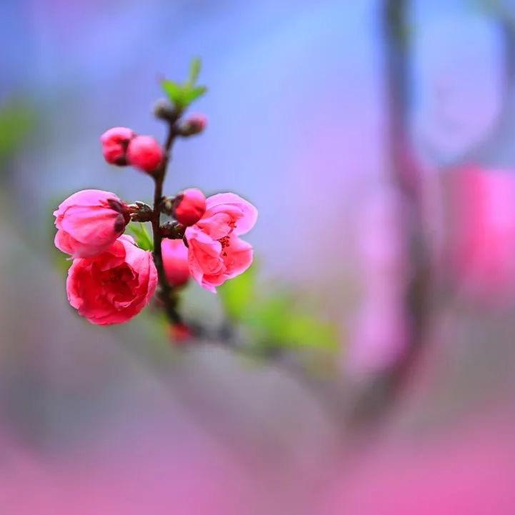 竹叶青青