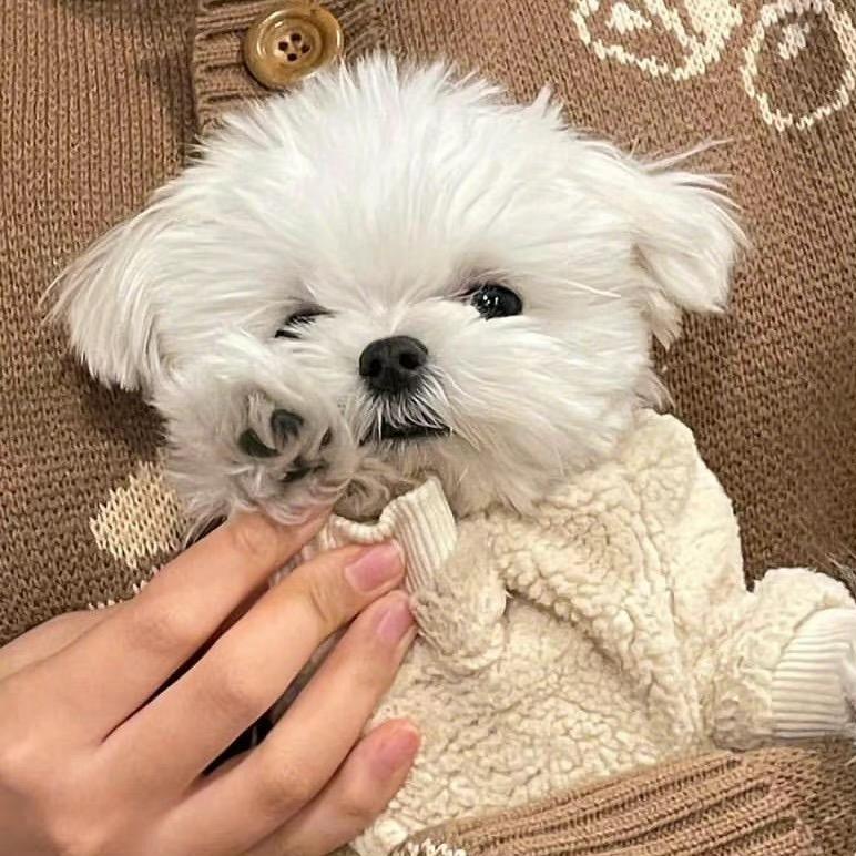 南极北极贝