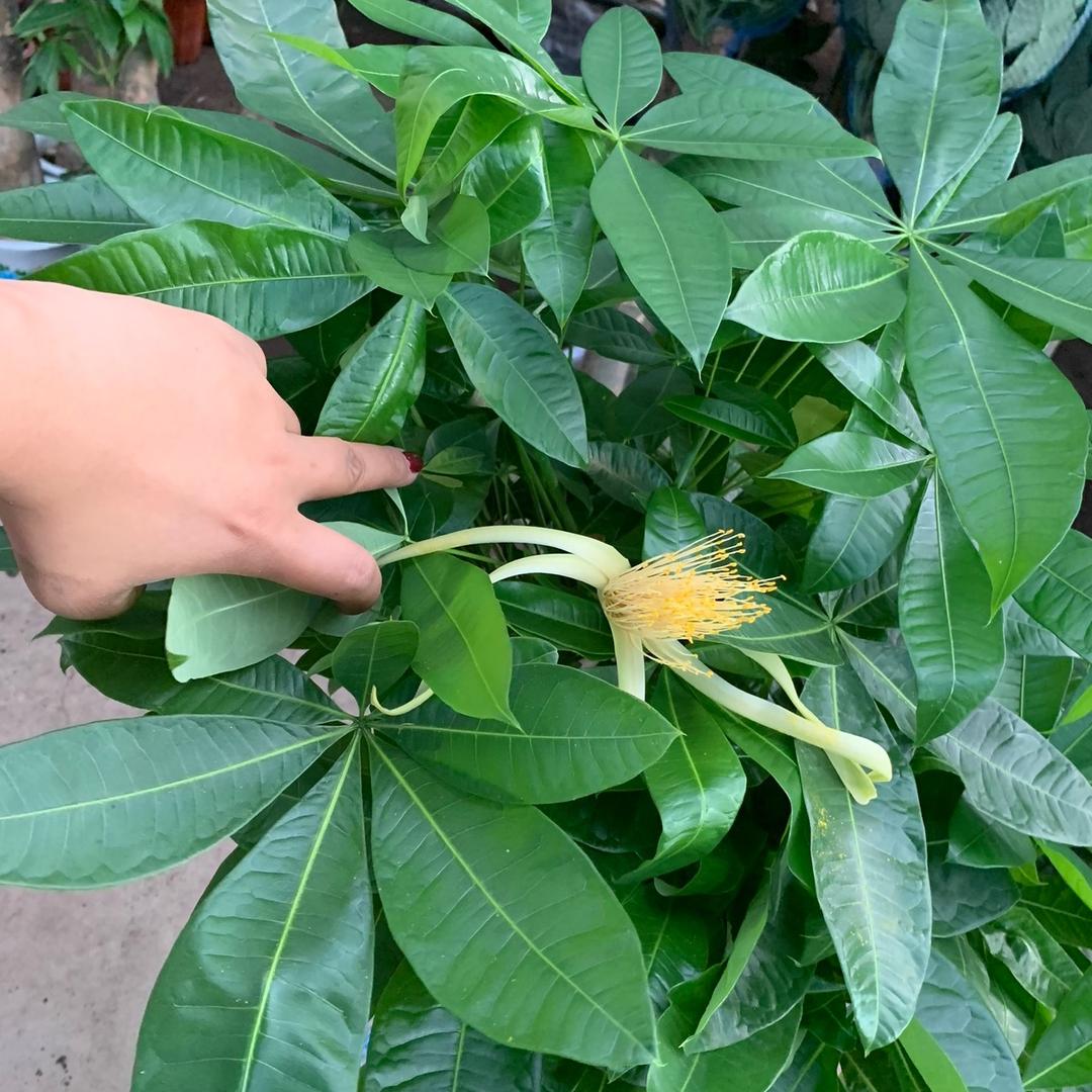 养树致富绿植农场