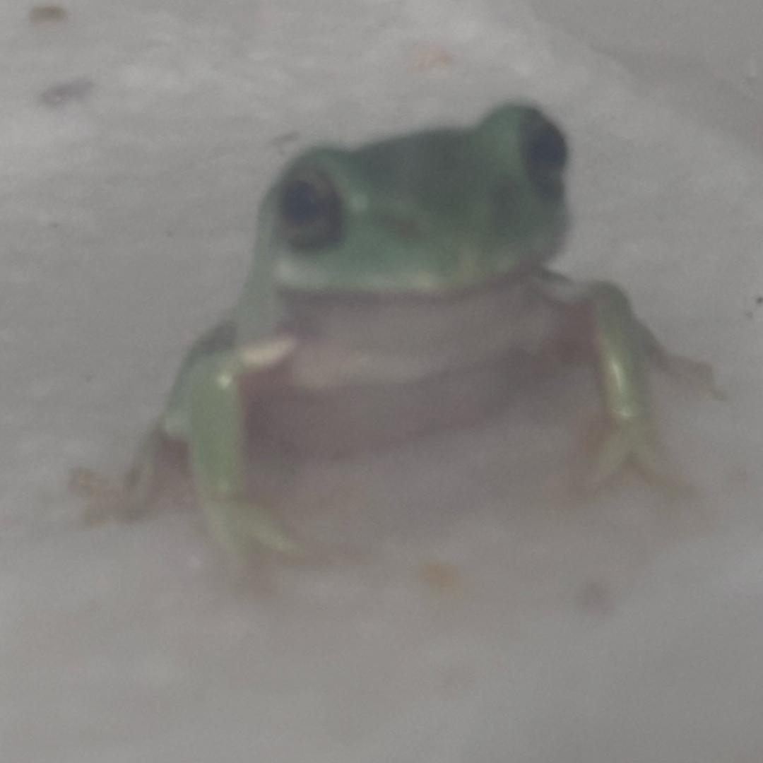 素馒头わ🩹