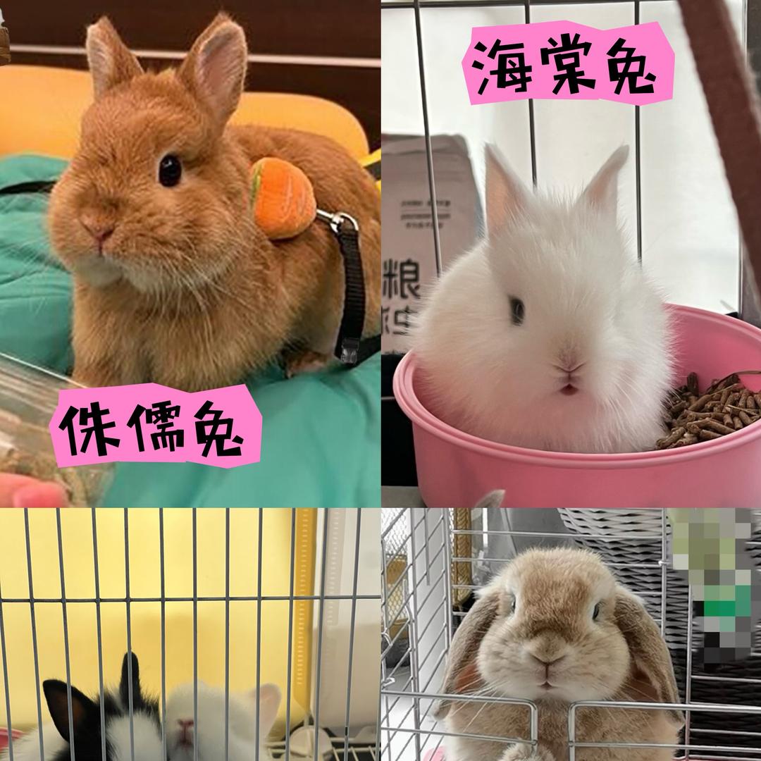 🌈正阳宠物垂耳兔，侏儒兔猫猫兔