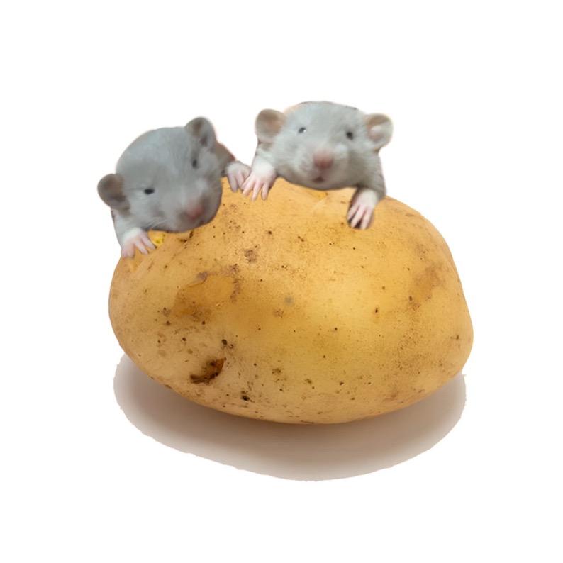 土豆不脆（恩师吉伊）