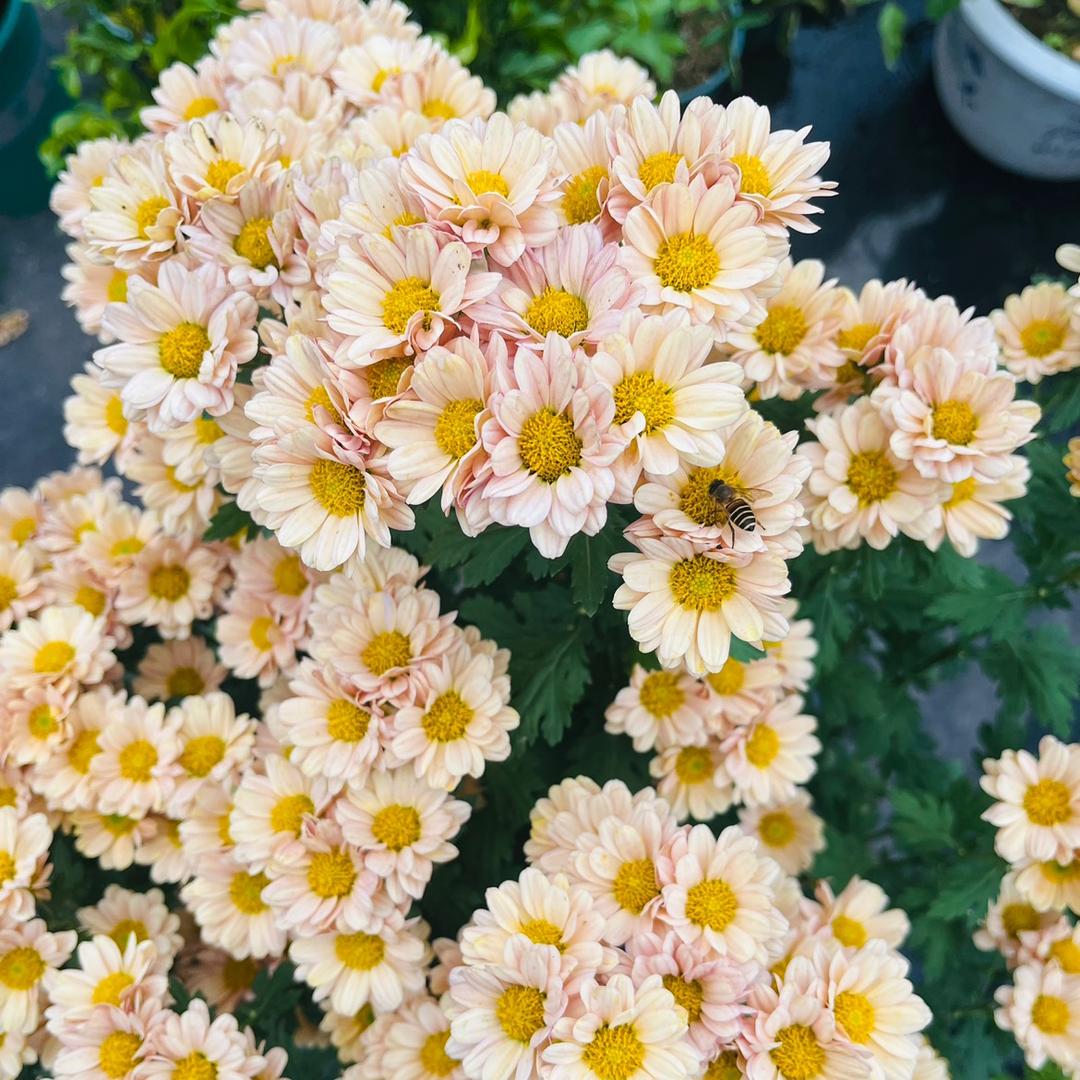 乱心嬘的花果园