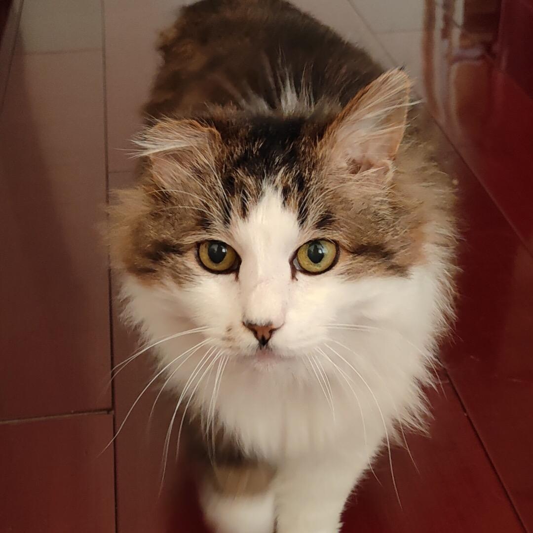 时时充电的猫🐈
