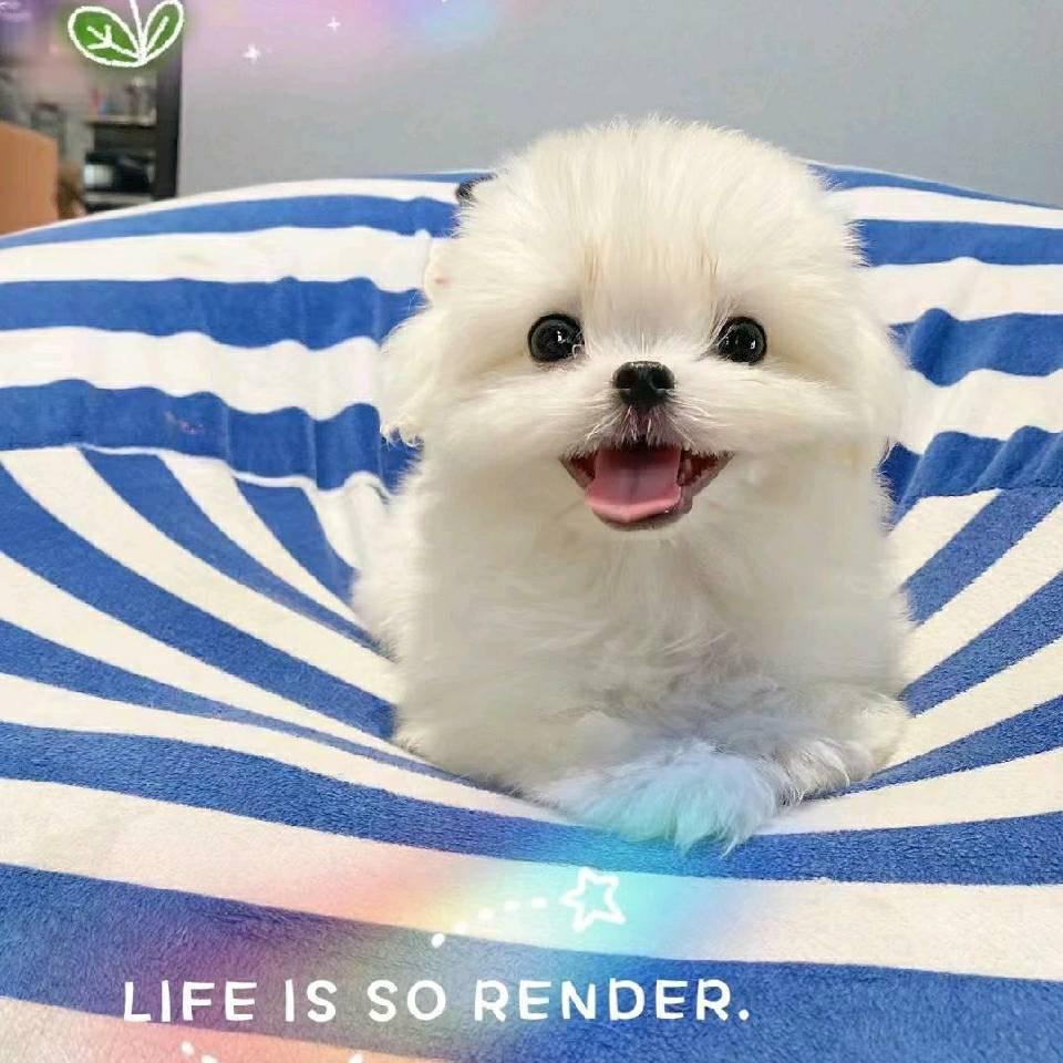 小豪说宠