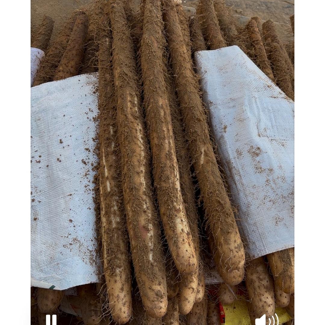 磴口沙漠长山药